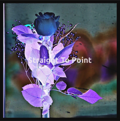 Rose In Travel WhiteWall App Product